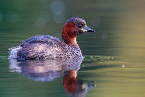 Little Grebe (Tachybaptus ruficollis), North Rhine-Westphalia, Germany