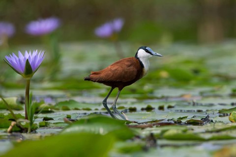 African Jacana (Actophilornis africanus) foraging, Uganda