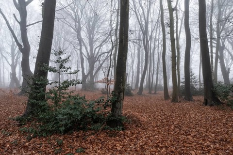 Beech forest (Fagus sylvatica) in the fog, Emsland, Lower Saxony, Germany