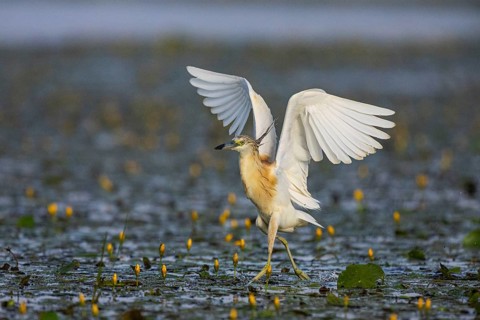 Squacco Heron (Ardeola ralloides) in the fog Hungary