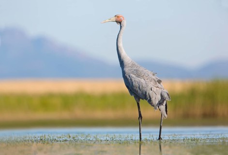 Brolga (Antigone rubicunda), Victoria, Australia
