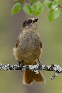 Siberian Jay (Perisoreus infaustus) perched on a branch, Dalarna, Sweden