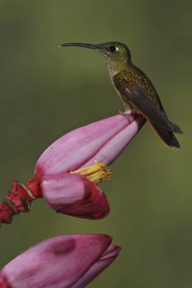 Fawn-breasted Brilliant (Heliodoxa rubinoides), Ecuador