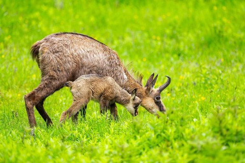 Chamois (Rupicapra rupicapra) Mother (doe) with her youngster (fawn) on a meadow, Austria