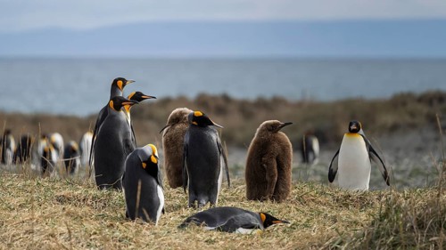 King penguins (Aptenodytes patagonicus), group of adults with young birds in down plumage, colony
