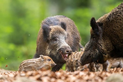 Wild boar (Sus scrofa) mother with her piglets (Squeaker) in a forest, Bavaria, Germany