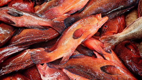 Close-up of red patterned fish with blue dots, parrotfish (Scarinae) with shiny skins, Mindelo fish