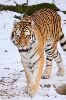 Siberian tiger (Panthera tigris altaica) walking in the snow in winter, captive, Germany