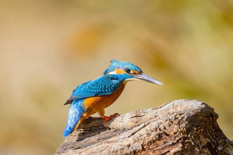 Kingfisher (Alcedo atthis) ml Germany