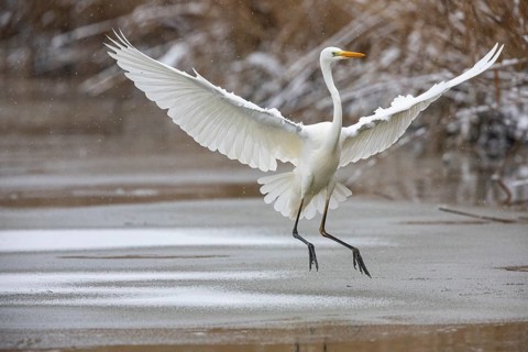 Great White Egret (Egretta alba) Germany