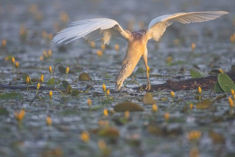 Squacco Heron (Ardeola ralloides) in the fog Hungary
