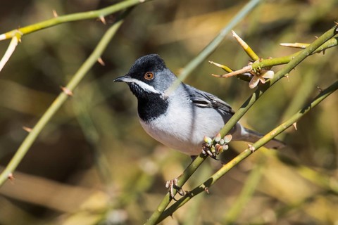 Rüppell's Warbler (Sylvia ruppeli) male, Eilat, Israel