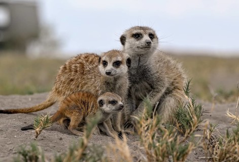Meerkats or suricates (Suricata suricatta), mother with young, Makgadikgadi Salt Pans, Makgadikgadi