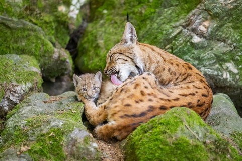 Eurasian lynx (Lynx lynx) mother with her youngsters (cubs) lying on a rock in a forest, Bavaria,