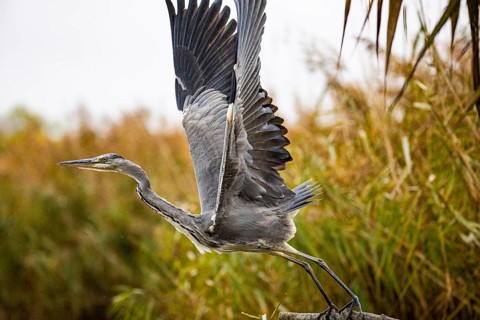 Grey heron (Ardea cinerea) Germany