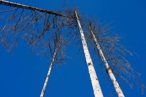 Dead Spruce (Picea abies) trees, Primeval forest Urwald Sababurg, Hofgeismar, Weser Uplands,