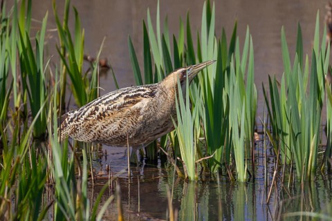 Great or Eurasian bittern (Botaurus stellaris) adult bird in a reedbed in spring, RSPB Minsmere
