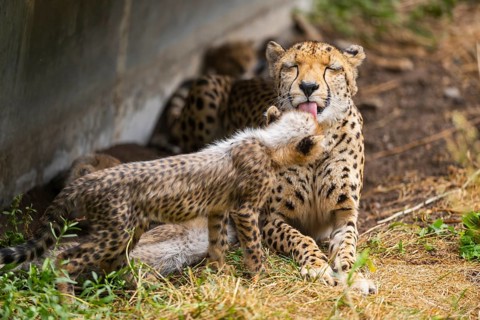 Cheetah (Acinonyx jubatus) mother with her youngster, captive, occurrence Africa