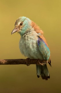 European Roller (Coracias garrulus) female perched on a branch, Serbia