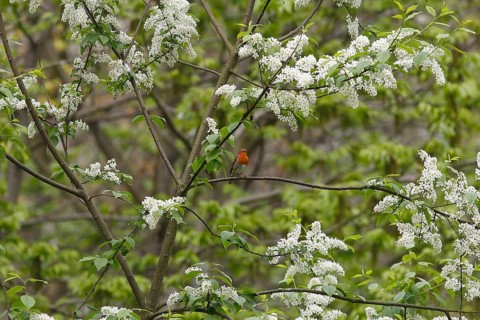 Robin (Erithacus rubecula) sitting on a branch of a common European Bird Cherry (Prunus padus),