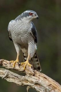 Northern Goshawk (Accipiter gentilis), adult male, Castile and Leon, Spain