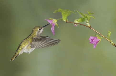 Anna's Hummingbird (Calypte anna), British Columbia, Canada