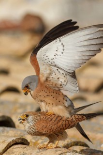 Lesser Kestrel (Falco naumanni), pair mating, Castile-La Mancha
