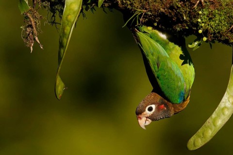 Brown-hooded Parrot (Pyrilia haematotis), Costa Rica