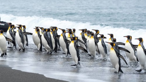 King penguins (Aptenodytes patagonicus), group wading out of the surf onto the beach, Salisbury