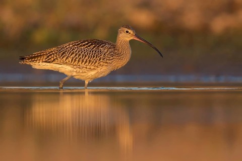 Eurasian Curlew (Numenius arquata) foraging, Poland
