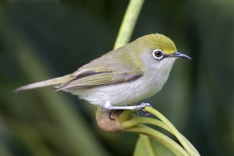 Christmas White-eye (Zosterops natalis), Christmas Island, Australia