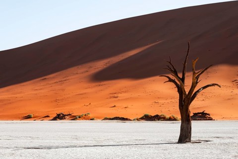 Dead camel thorn trees (Vachellia erioloba), red sand dunes, white salt pan, Dead Vlei, Sossusvlei,
