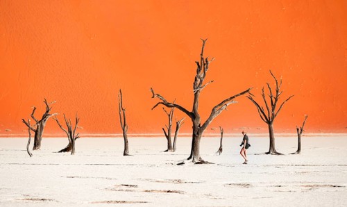 Dead camel thorn trees (Vachellia erioloba), red sand dunes, white salt pan, Dead Vlei, Sossusvlei,