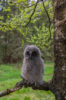One young long-eared owl (Asio otus), sitting on a branch of a tree. Green vegetation in the