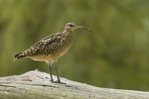 Bristle-thighed Curlew (Numenius tahitiensis), Hawaii, USA