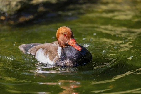 Red-crested pochard (Netta rufina) male and female pairing in lake in summer, Bavaria, Germany
