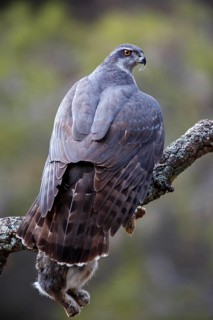 Northern Goshawk (Accipiter gentilis) female with prey, Madrid, Spain
