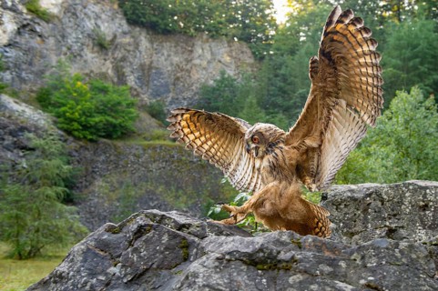 Eurasian Eagle-owl (bubo bubo) flying, Gerolstein, Rhineland-Palatinate, Germany