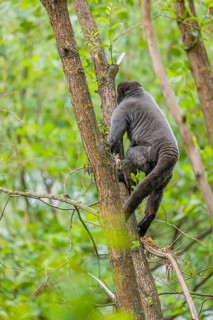 A common woolly monkey, brown woolly monkey, or Humboldt's woolly monkey (Lagothrix lagothricha)