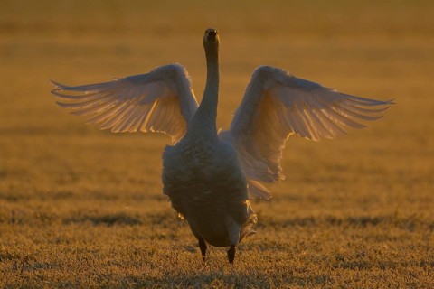Whooper Swan (Cygnus cygnus) flapping, North Rhine-Westphalia, Germany