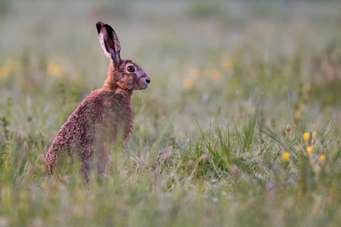 European hare (Lepus europaeus) in wet tall grass, Stuttgart, Rosensteinpark, Baden-Württemberg,