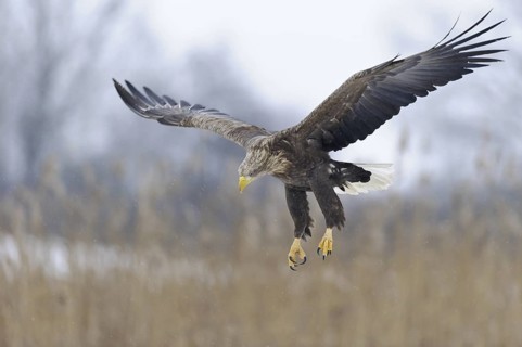White-tailed Eagle (Haliaeetus albicilla) flying, Lower Saxony, Germany