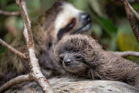 Close up of a cute baby three-toed sloth (Bradypus variegatus) resting on its mother's belly.