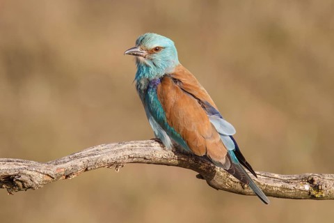 European Roller (Coracias garrulus), perched on a branch, Castile-La Mancha