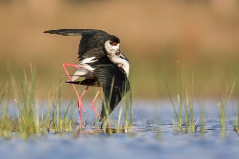 Black-winged Stilt (Himantopus himantopus) pair mating, Romania