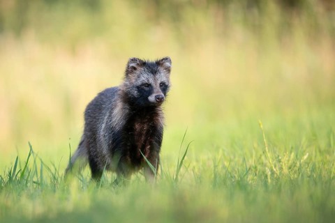 Raccoon dog (Nyctereutes procyonoides) looking curiously at a forest clearing, portrait, Podlaskie