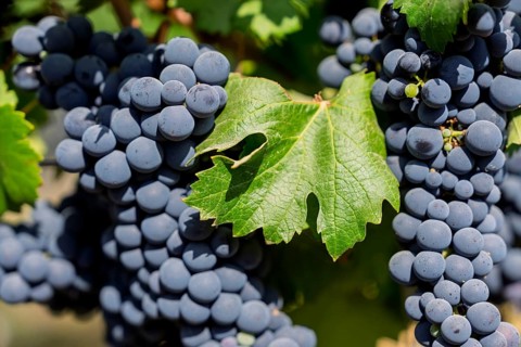 Blue grapes (Vitis vinifera) with vine leaf on the vine, close-up, Colchagua Valley, O'Higgins
