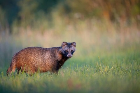 Raccoon dog (Nyctereutes procyonoides) looking curiously at a forest clearing, portrait, Podlaskie
