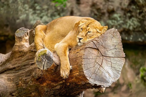 Asiatic lion (Panthera leo persica) female lying on a tree trunk, captive, Germany