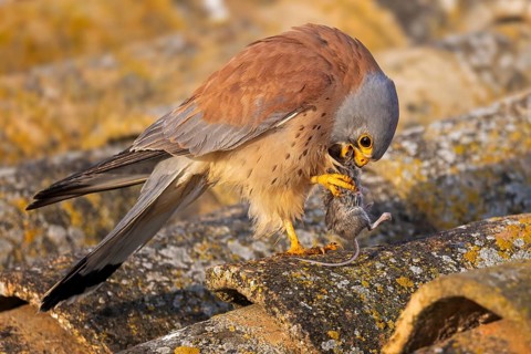 Lesser kestrel (Falco naumanni) male, hunting for mice, with mouse as prey, successful hunt,